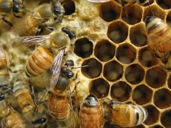 Донские ветеринары просят вывести пчел из тени