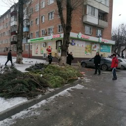 Чемпионат по метанию елок пройдет в Ростове-на-Дону