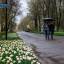 Ростов в цвету: на Театральной площади донской столицы распустились тюльпаны 2
