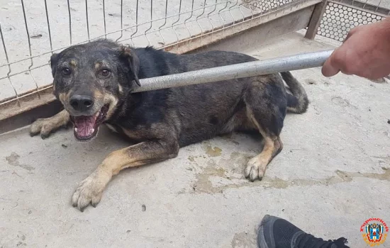 Информацию о нападении стаи собак на ребенка в Каменске проверит СК