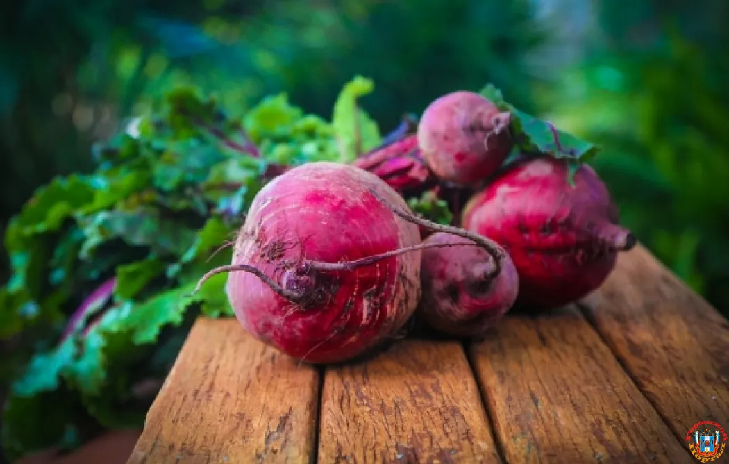 Свекла любит тепло и свет: как ростовчанам выращивать вкусные овощи для борща и салатов