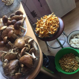 В трех районах Ростовской области зафиксированы отравления грибами