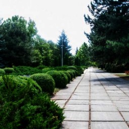 В Ростове на разработку плана по посадке хвойных растений потратят 100 млн рублей
