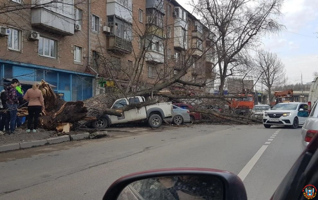 В Ростове рухнувшее на несколько машин дерево спровоцировало пробку