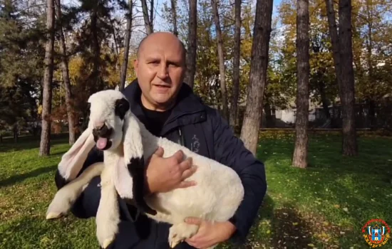 Четыре ягненка родились в Ростовском зоопарке