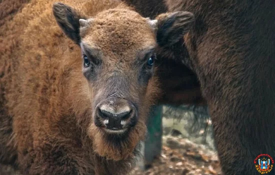 Дончане выбрали имя зубренку: Семейство «Му»