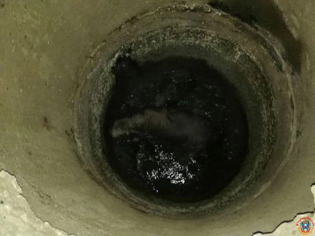 В Ростове спасатели вытащили собаку, упавшую в глубокий колодец