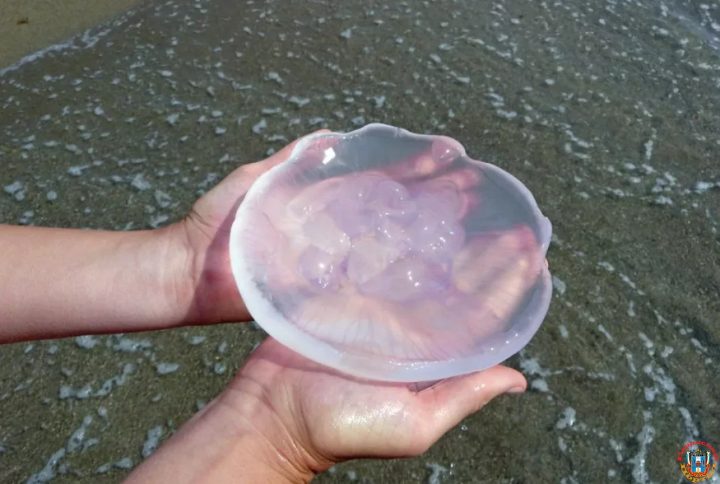 Популяция жалящей медузы погибла в Азовском море из-за морозов