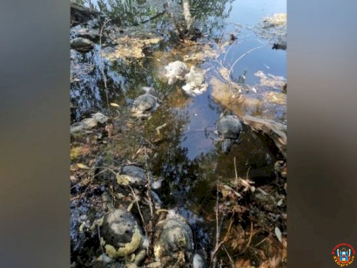 В ставке в Ростовской области были найдены десять мертвых черепах