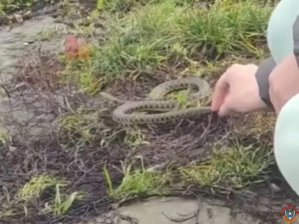 В Таганроге из-за сгона воды на берег выбросило десятки змей