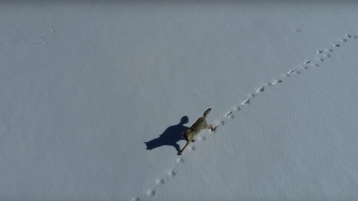 На Урале молодой волк устроил гонки с дроном