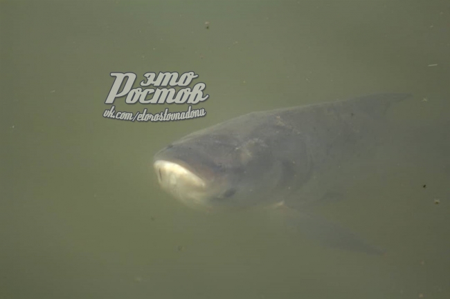 Ростовчан удивила большая рыба в реке Темерник