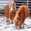 Малышка гуанако и миниатюрные пони Памела и Сонечка появились в Ростовском зоопарке 1