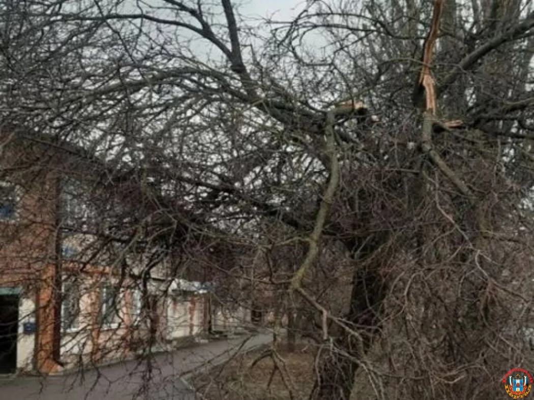 В Ростове сломанные ветки дерева на Казахской повисли над тротуаром