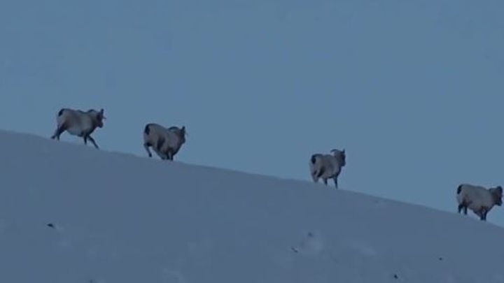 Склоны Полярного Урала ждут новых обитателей: снежные бараны будут обживать дикую природу Ямала