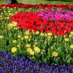 В преддверии 8 Марта букет тюльпанов обойдется ростовчанам в 400 рублей