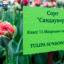 Ростов в цвету: на Театральной площади донской столицы распустились тюльпаны 6