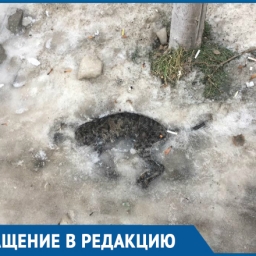 В центре Ростова несчастная кошка превратилась в глыбу льда
