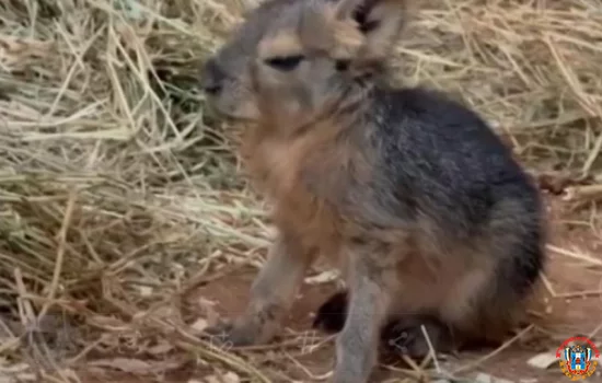 Детеныши патагонских мар родились в Ростовском зоопарке