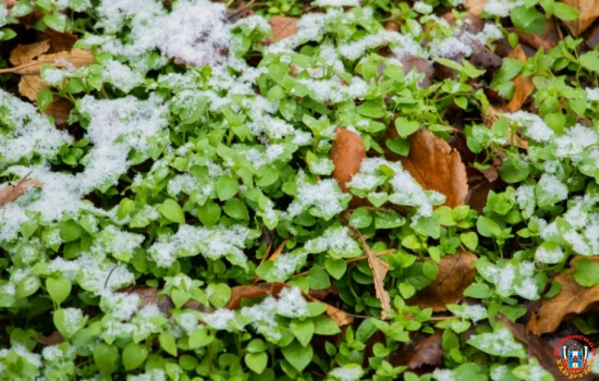 На неделе в Ростове ожидается дождь со снегом и плюсовая температура