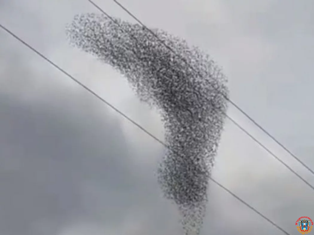 Ростовчане стали свидетелями мурмурации птиц