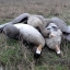 В заповеднике «Ростовский» зафиксирована гибель краснокнижных лебедей от отравления 2