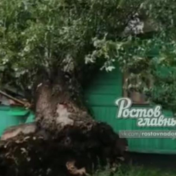 После удара молнии дерево в Ростове упало на частный дом