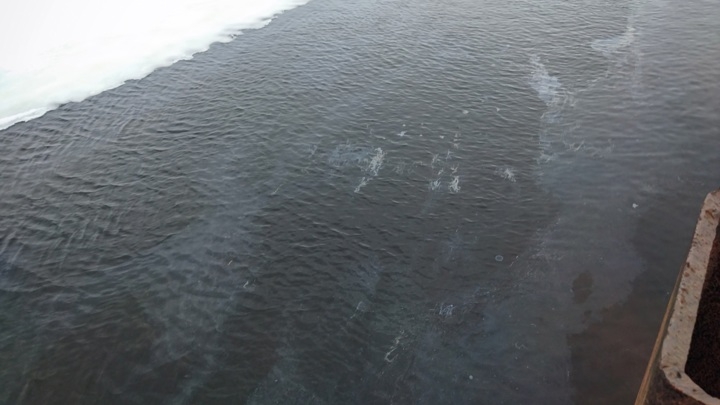 На Волге в Ярославле обнаружили нефтяной разлив