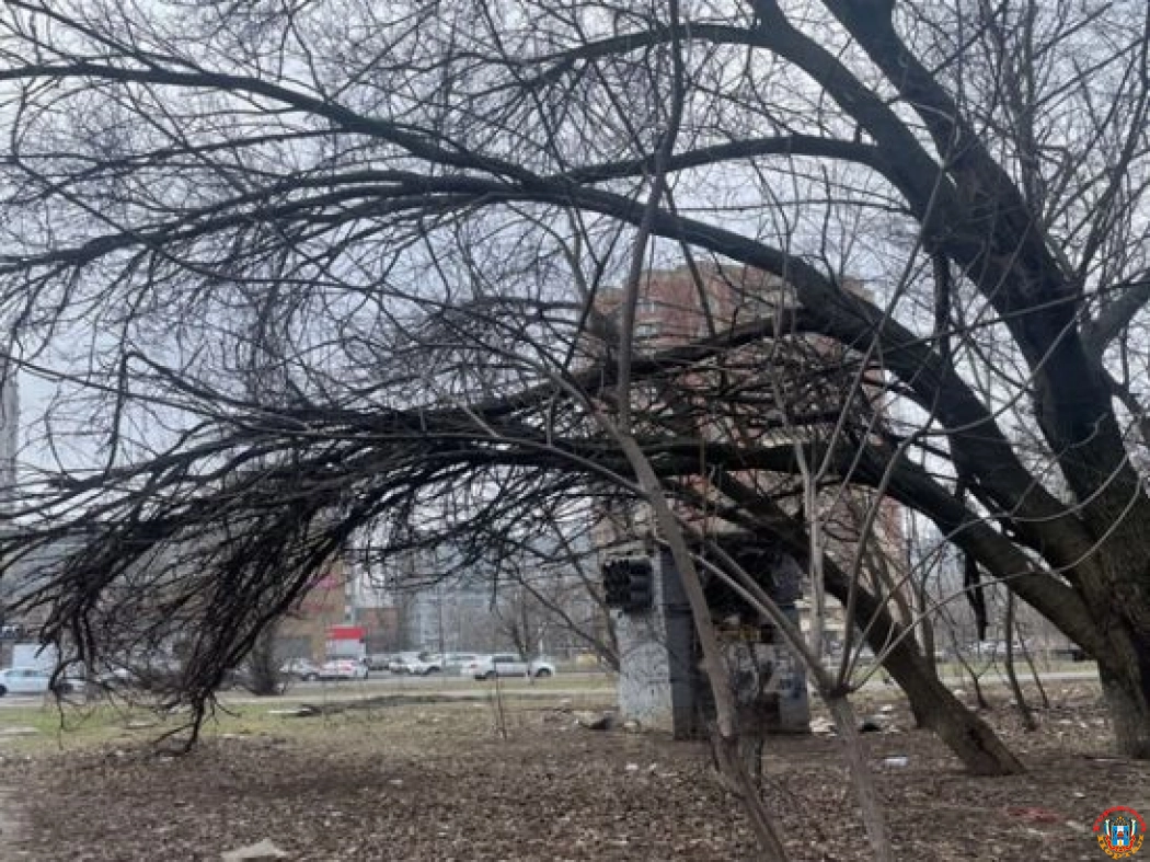 Ростовчане просят спилить аварийное дерево на проспекте Королева