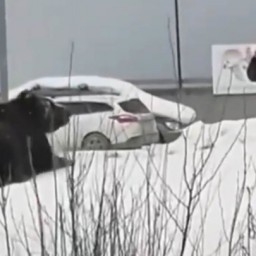 Медведь набросился на прохожего на улице в Нижневартовске