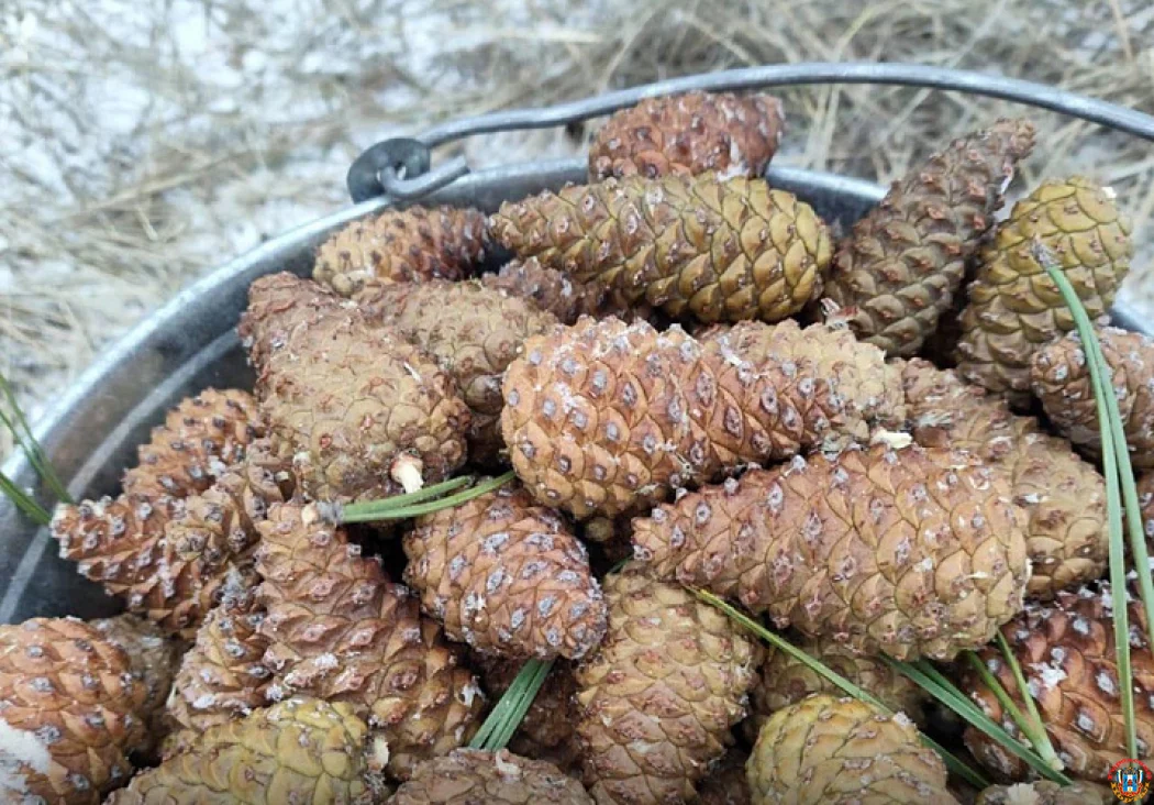 На Дону начался сезон сбора ценного сырья: жители могут заработать на заготовке сосновых шишек для лесовосстановления