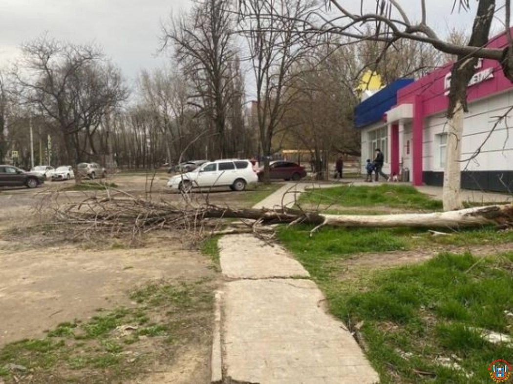 В Ростове упавшее на тротуар дерево создает опасность для пешеходов
