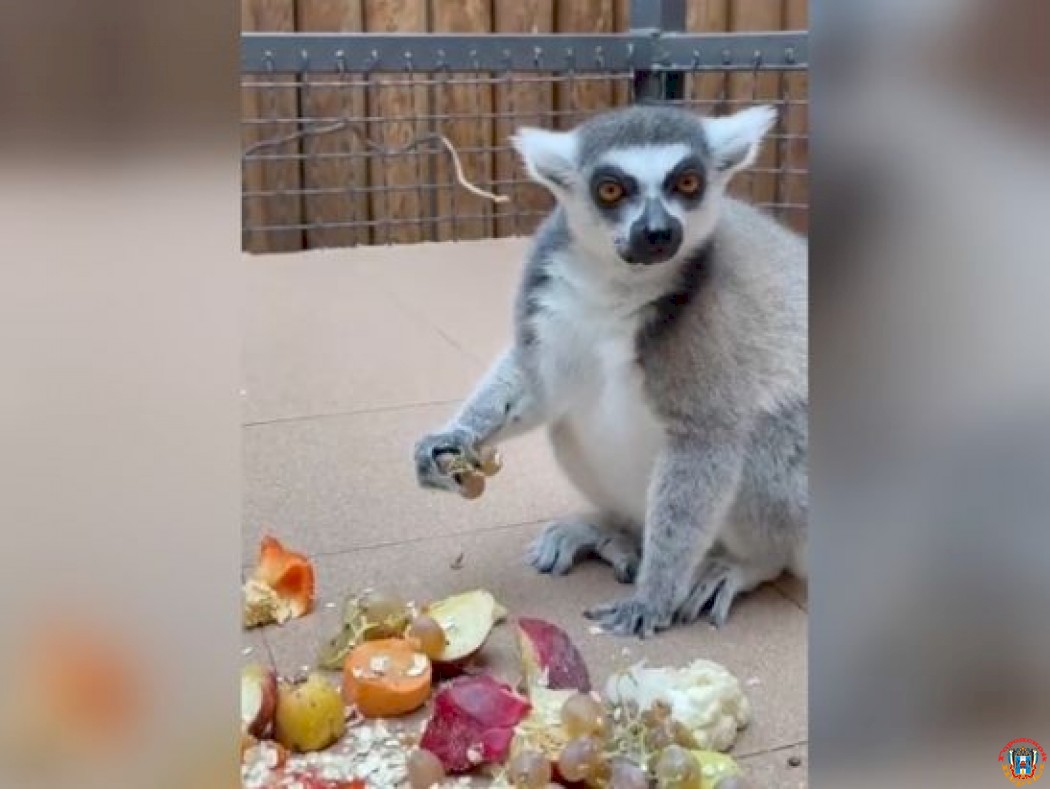 В Ростовском зоопарке поделились забавным видео с кошачьими лемурами