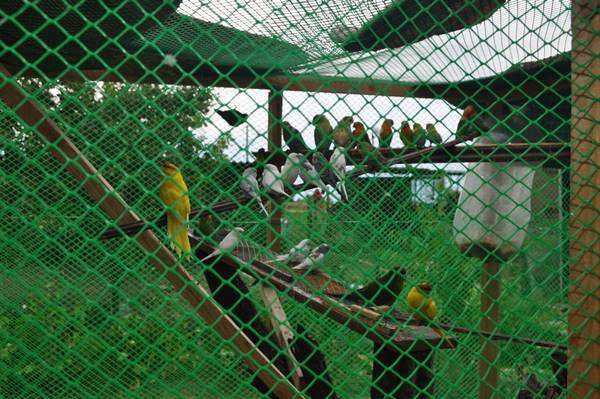 Арестованных на границе попугаев пограничники подарили Ростовскому зоопарку