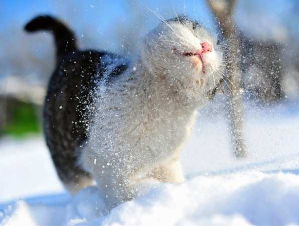 Холодным и снежным выдастся последний четверг января для жителей Ростова
