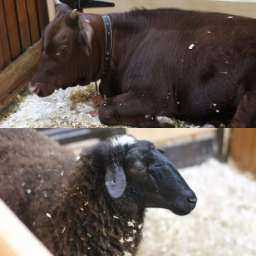 Разлука закадычных подруг - овцы и телки в трогательном зоопарке обернулась голодовкой