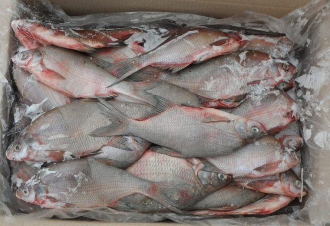 Нелегальный груз: на Дону задержали полтонны рыбы без документов