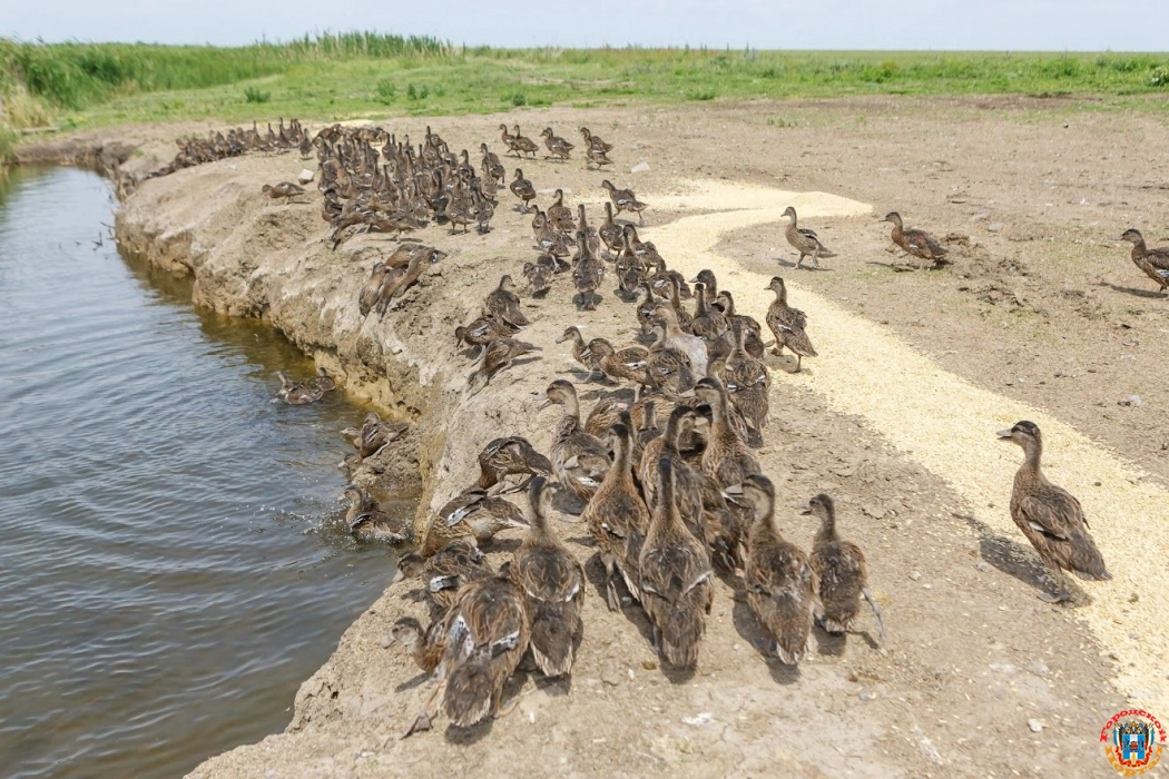 В Ростовской области выпустили тысячу уток-крякв