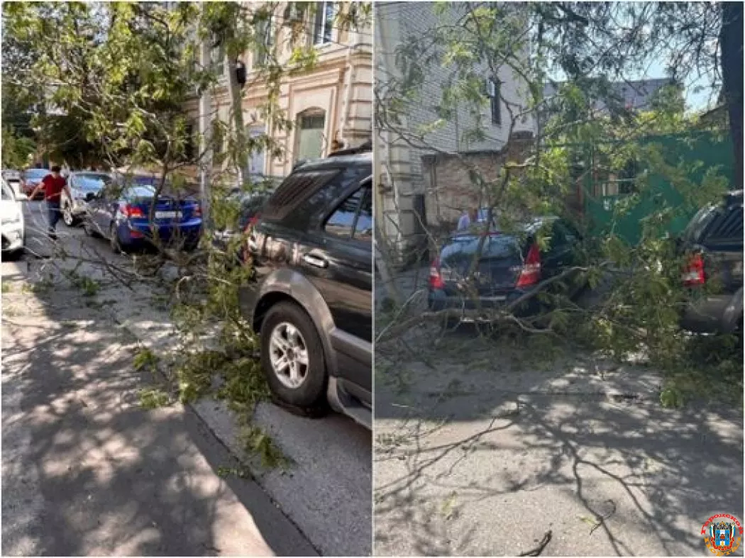 В Ростове ветки упали на припаркованные у дороги машины