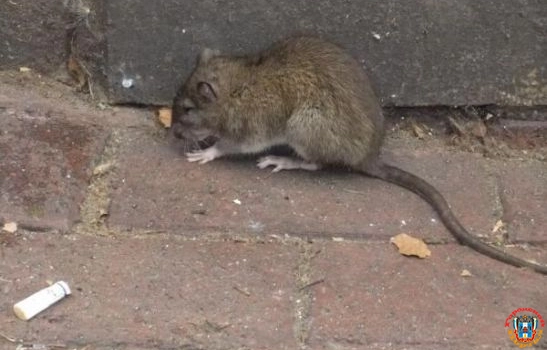 Крысы выживают жильцов ЖК «Звездный» в Ростове