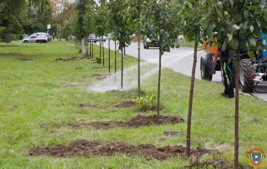 Молодые саженцы планируют высадить весной на проспекте 40-летия Победы