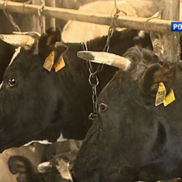 В Пролетарском районе двух фермеров оштрафовали за незаконный ввоз скота