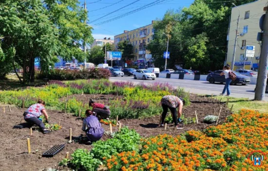 К середине июня в Ростове высадят почти миллион летних цветов