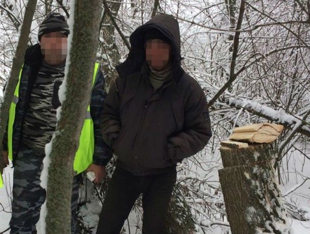 Это вам не валежник таскать: ростовчанин, срубивший ясень, может попасть в тюрьму на два года Это вам не валежник таскать: ростовчанин, срубивший ясень, может попасть в тюрьму на два года