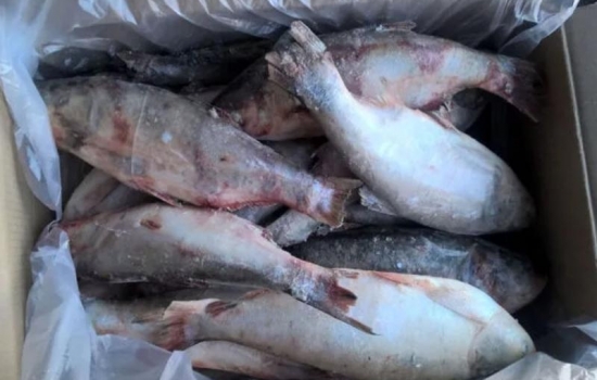 В Ростовской области в партии мороженой рыбы нашли зеленку