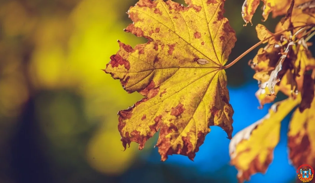 Ростовчан предупредили о&nbsp;сильном ветре 13&nbsp;ноября