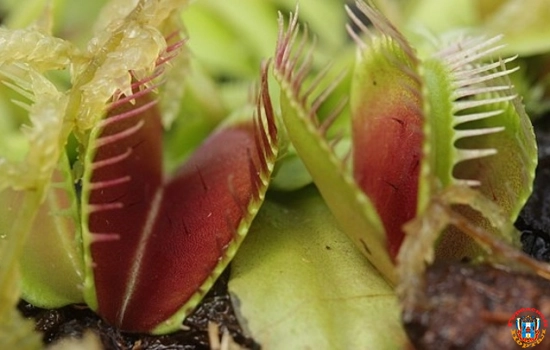 Хищные растения, которые можно вырастить дома