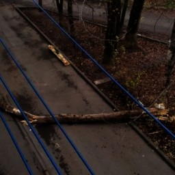 В Ростове упавшее из-за ветра дерево перегородило пожарный проезд