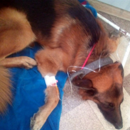 В Ростове убийцы отравили несколько собак ядом на палках