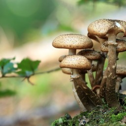 Шесть человек отравились грибами в Ростовской области